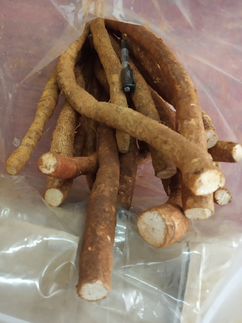 牛大力，鲜货，新鲜干净，专业批发