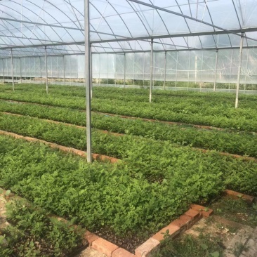 刺槐优质刺槐刺槐苗批发苗木基地直供，保证保量