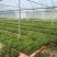 刺槐优质刺槐刺槐苗批发苗木基地直供，保证保量