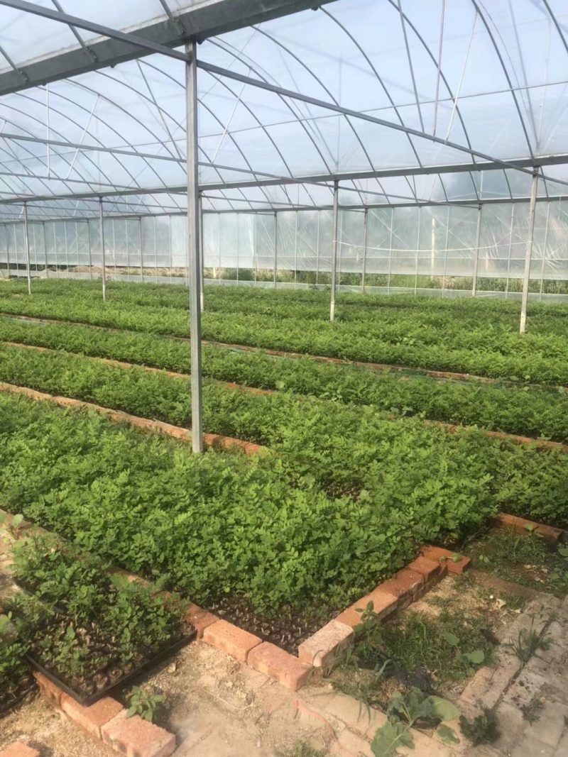 刺槐优质刺槐刺槐苗批发苗木基地直供，保证保量