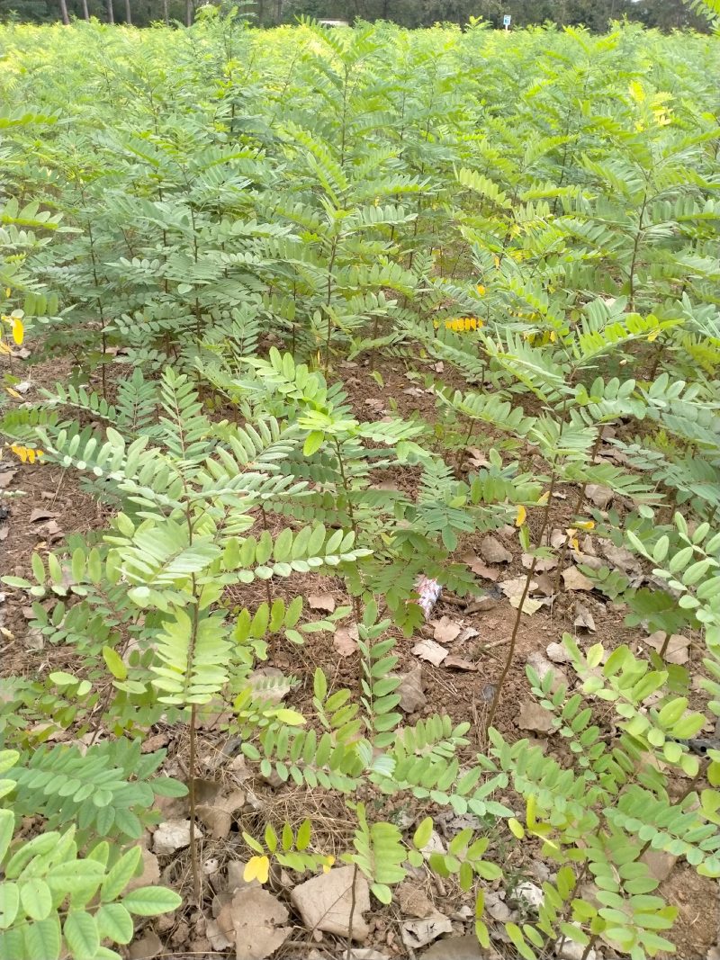 刺槐优质刺槐刺槐苗批发苗木基地直供，保证保量