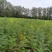 刺槐优质刺槐刺槐苗批发苗木基地直供，保证保量