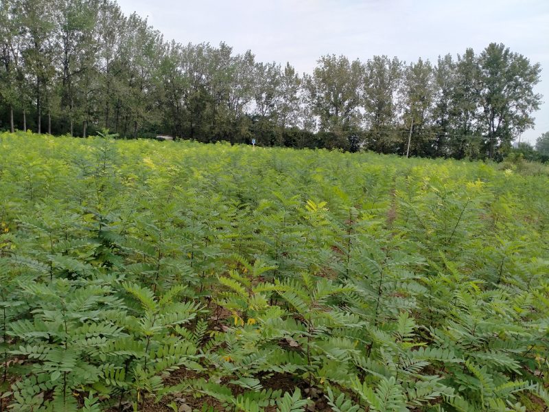 刺槐优质刺槐刺槐苗批发苗木基地直供，保证保量