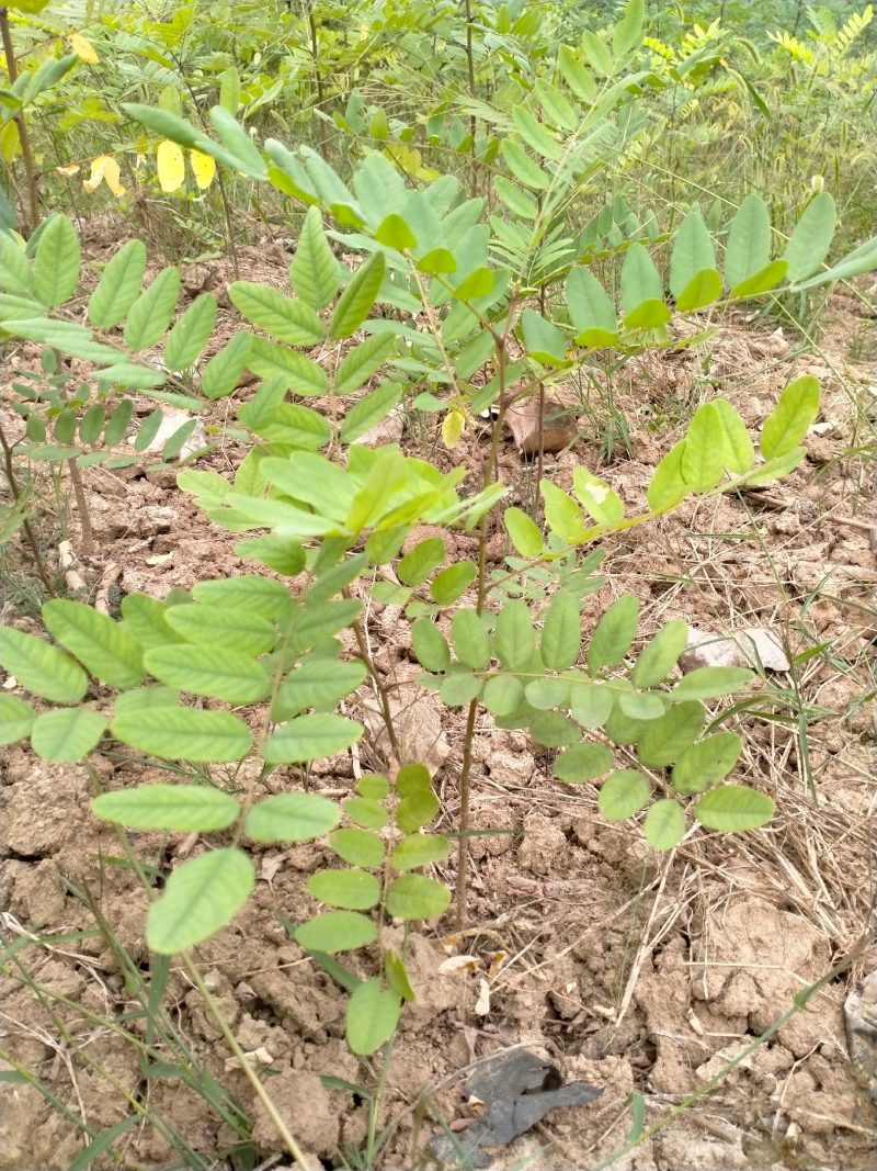 刺槐优质刺槐刺槐苗批发苗木基地直供，保证保量