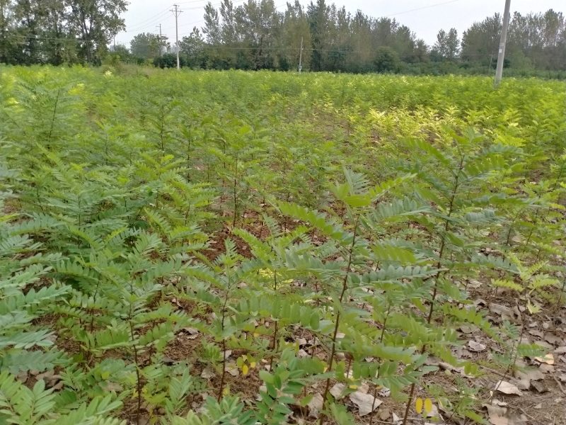 刺槐优质刺槐刺槐苗批发苗木基地直供，保证保量