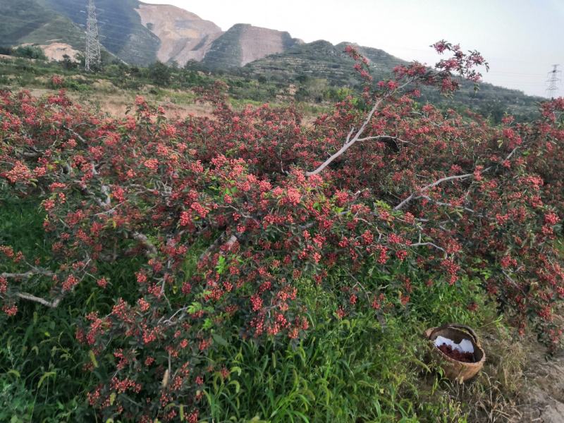 陕西大红袍花椒，干花椒颗粒，红花椒净货，色选货。