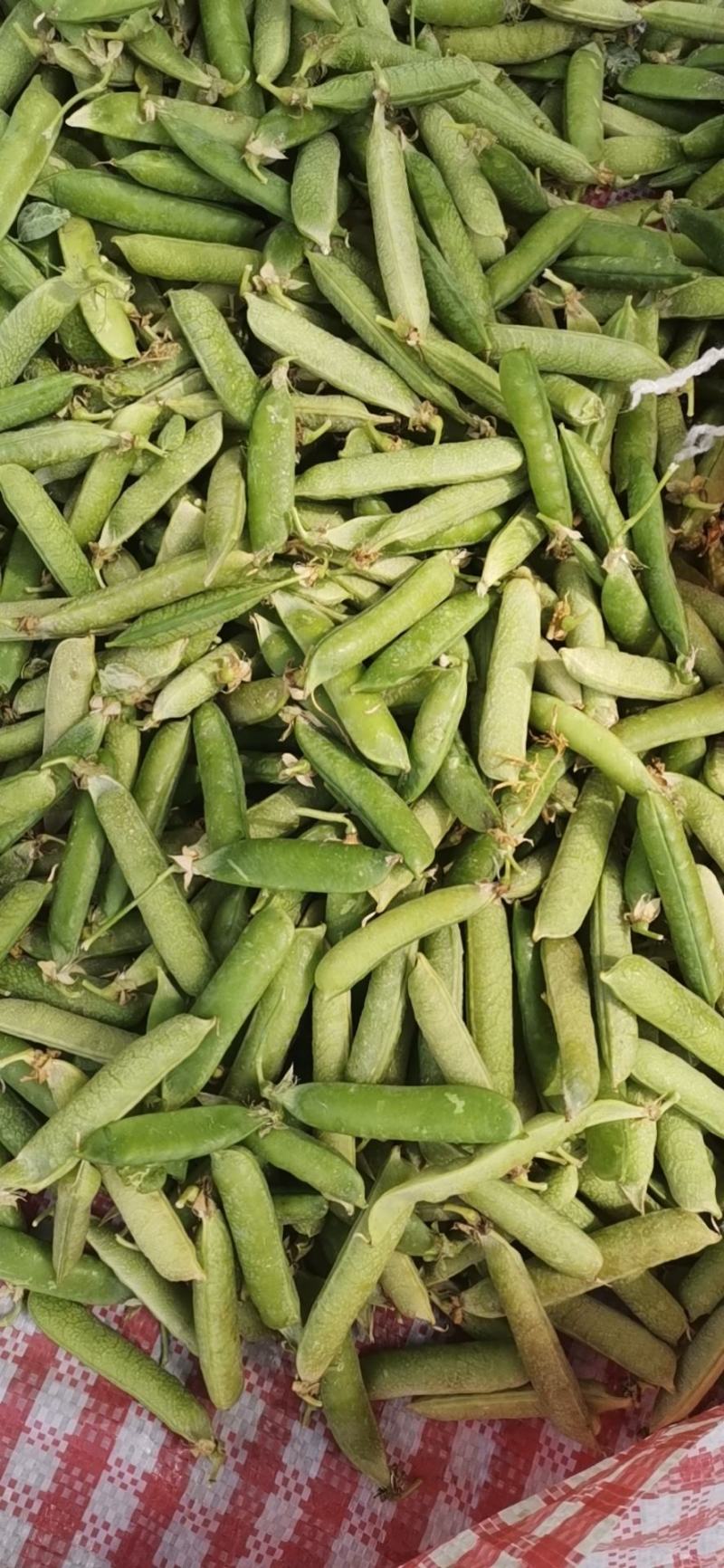 精品豌九长寿仁大量供应一手货源直供，欢迎致电