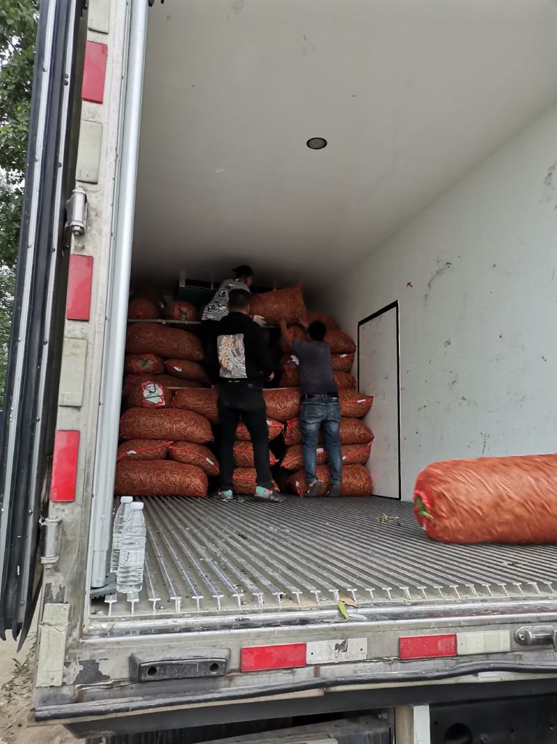 精品豌九长寿仁大量供应一手货源直供，欢迎致电