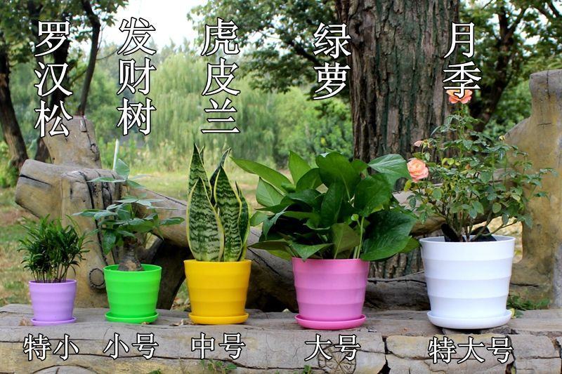 厂家环保塑料花卉花盆仿陶瓷彩色横纹绿植创意多肉花盆特价