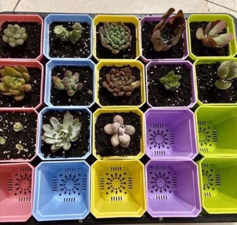 厂家特价100个多肉植物花盆彩色塑料花盆小花盆育苗盆带托