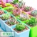 厂家特价100个多肉植物花盆彩色塑料花盆小花盆育苗盆带托