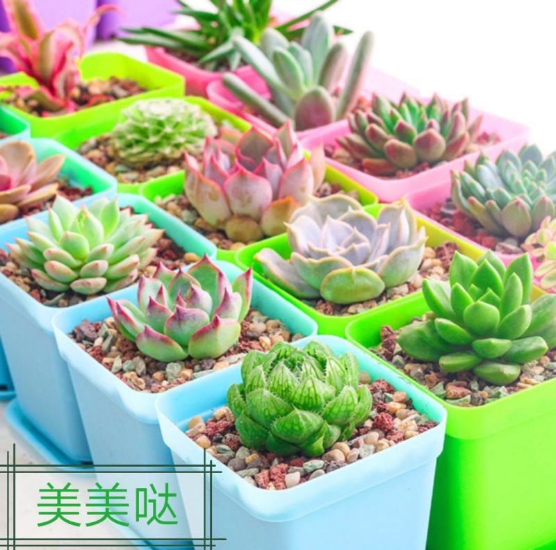 厂家特价100个多肉植物花盆彩色塑料花盆小花盆育苗盆带托