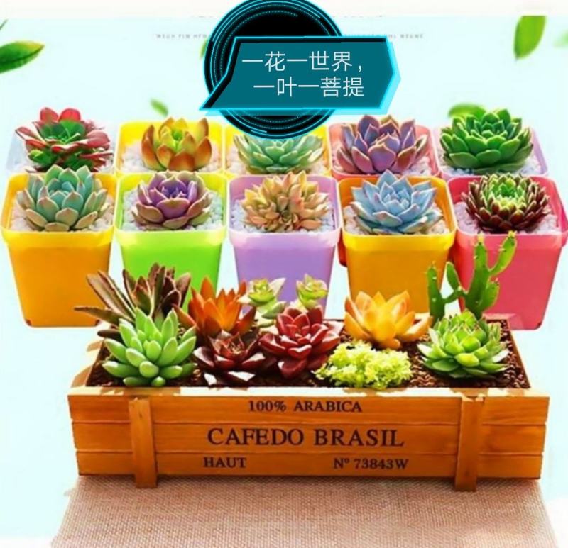 厂家特价100个多肉植物花盆彩色塑料花盆小花盆育苗盆带托