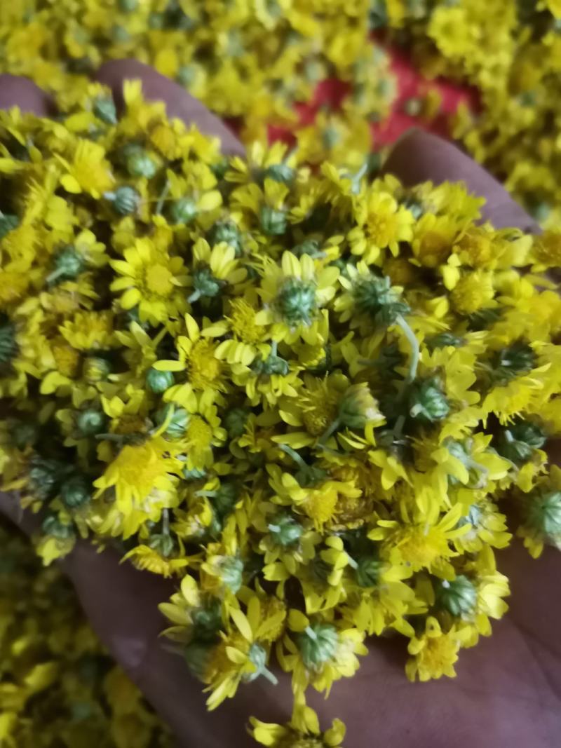野菊花质量优良，欢迎新朋友来到，不是栽种的。