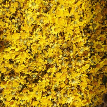 野菊花质量优良，欢迎新朋友来到，不是栽种的。