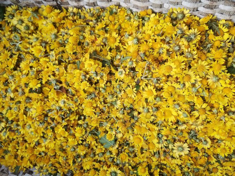 野菊花质量优良，欢迎新朋友来到，不是栽种的。