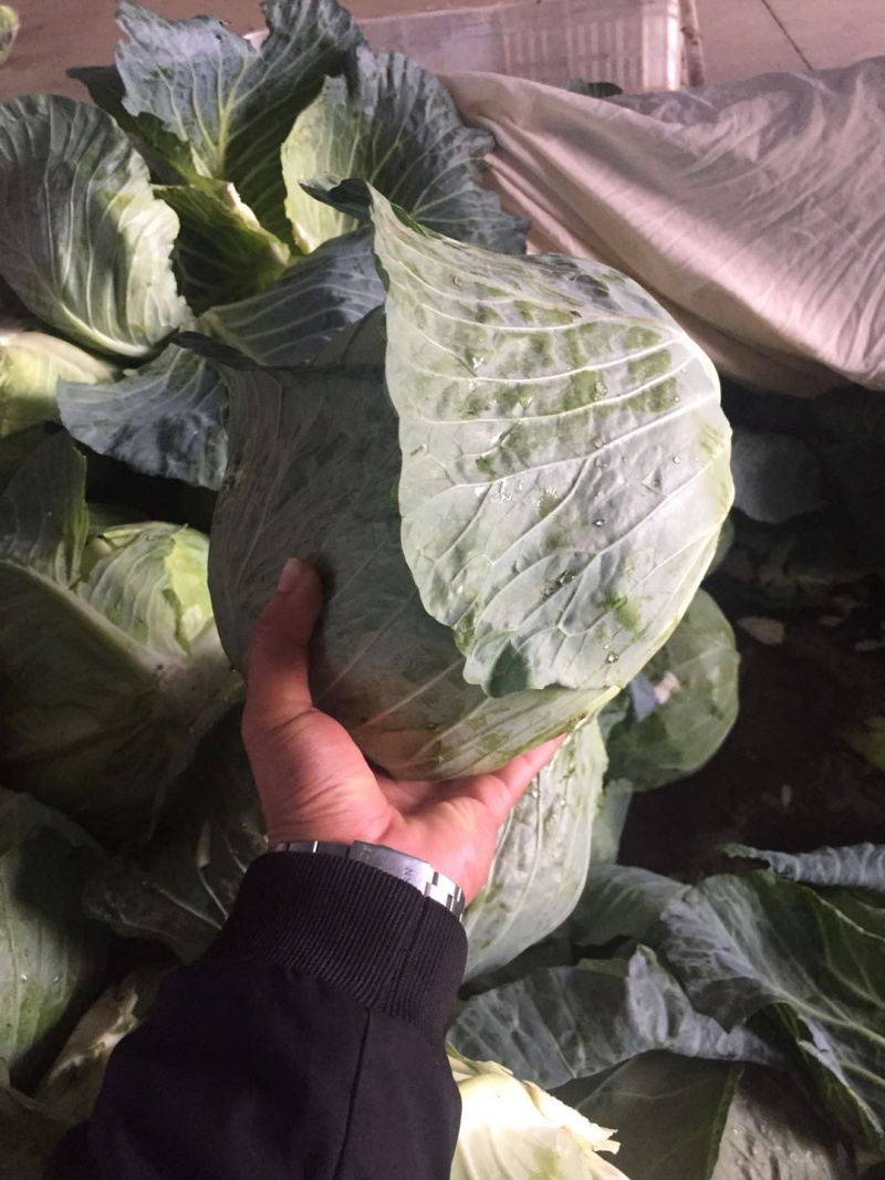 江苏好铁头包大量上市代发全国各大市场，商超
