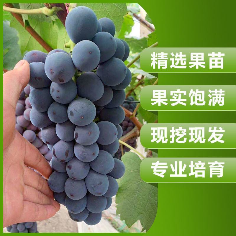 葡萄树苗盆栽南方北方种植巨峰葡萄苗蓝宝石特大当年结果庭院