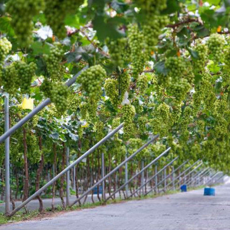 葡萄树苗盆栽南方北方种植巨峰葡萄苗蓝宝石特大当年结果庭院