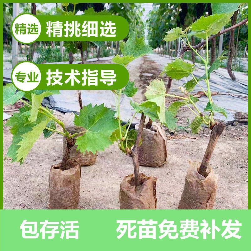 葡萄树苗盆栽南方北方种植巨峰葡萄苗蓝宝石特大当年结果庭院
