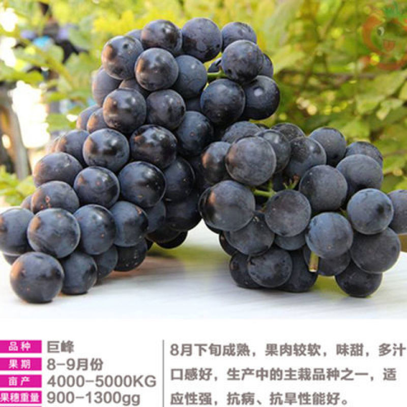 葡萄树苗盆栽南方北方种植巨峰葡萄苗蓝宝石特大当年结果庭院
