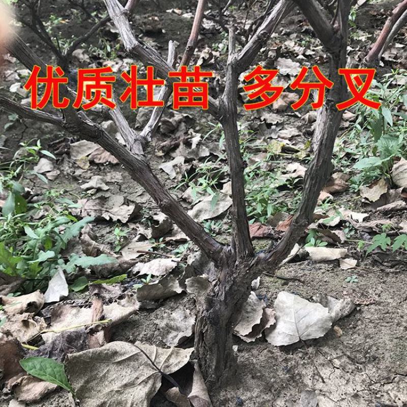 葡萄树苗盆栽南方北方种植巨峰葡萄苗蓝宝石特大当年结果庭院