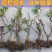 葡萄树苗盆栽南方北方种植巨峰葡萄苗蓝宝石特大当年结果庭院