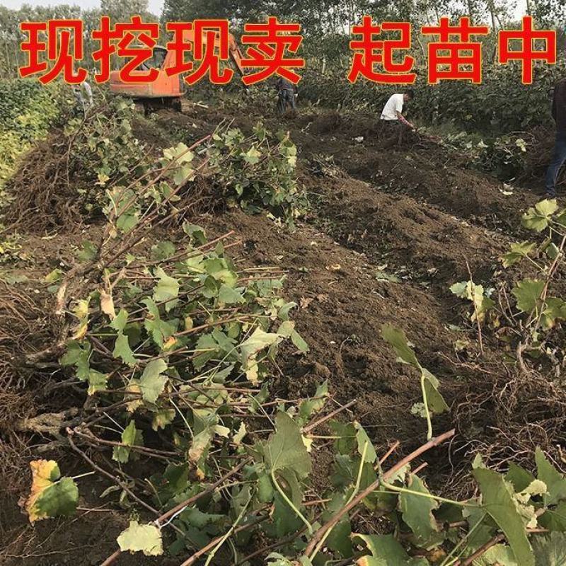葡萄树苗盆栽南方北方种植巨峰葡萄苗蓝宝石特大当年结果庭院