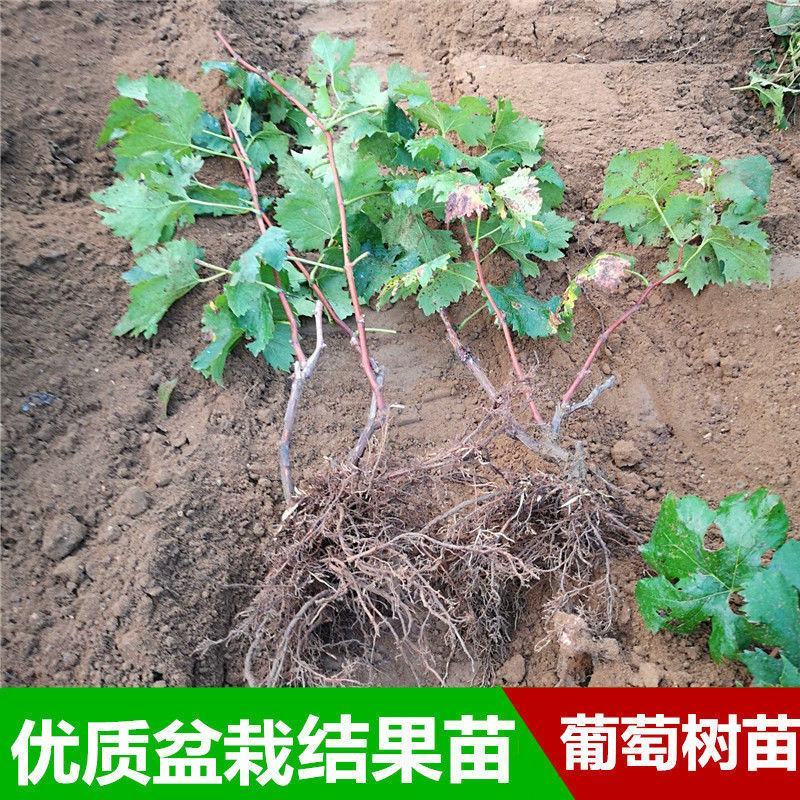 葡萄树苗盆栽南方北方种植巨峰葡萄苗蓝宝石特大当年结果庭院