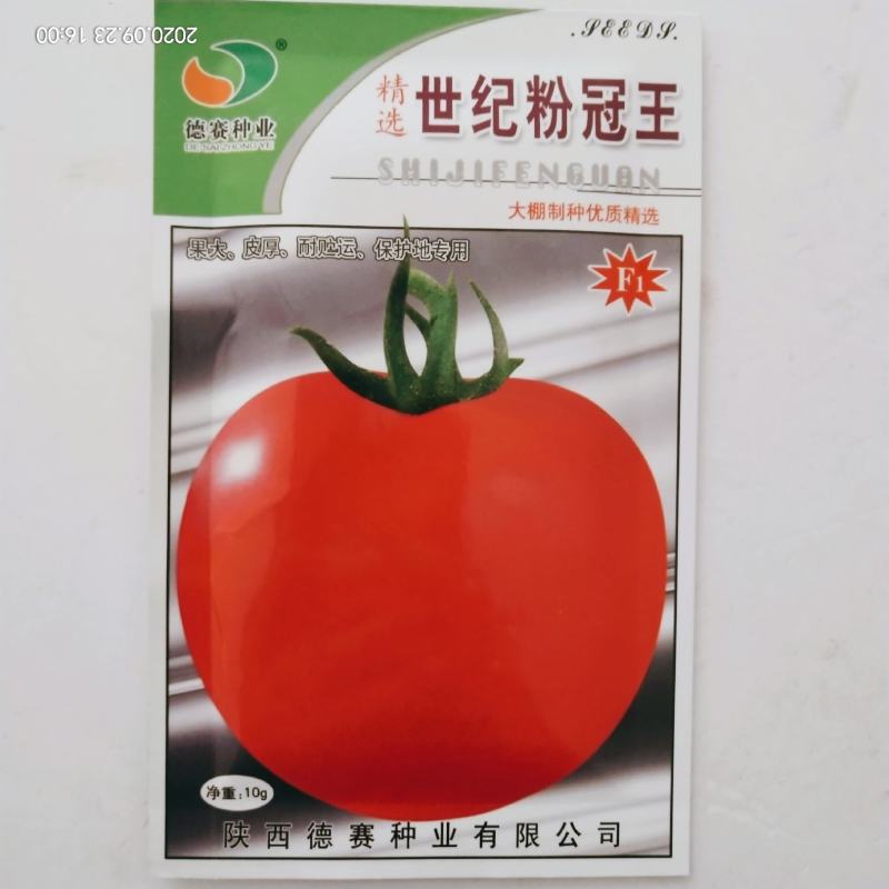 西红柿种子粉果耐运输一代杂交品种种早熟种子
