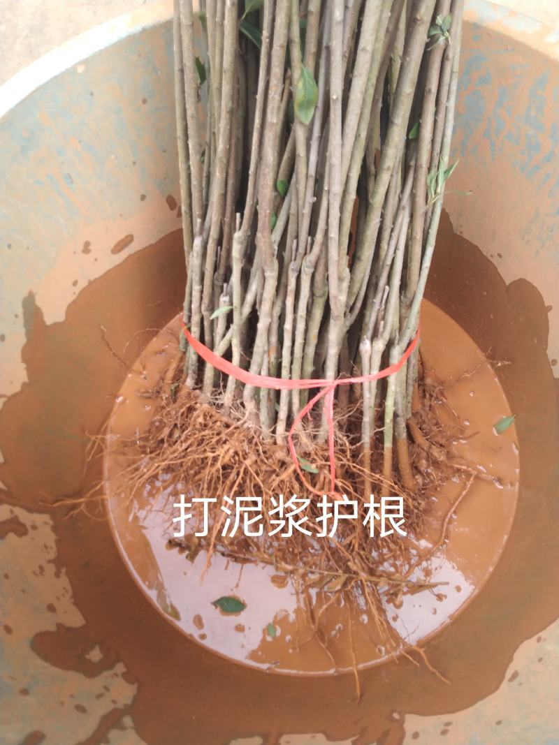 蜂糖李子苗，大型苗木基地，薄利多销
