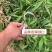 嫁接桃树苗盆栽地栽水蜜桃树果苗大黄桃树冬桃苗南北方种植果