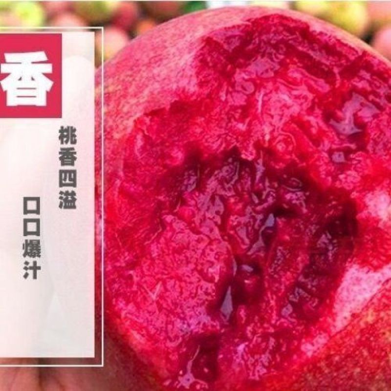 嫁接桃树苗盆栽地栽水蜜桃树果苗大黄桃树冬桃苗南北方种植果