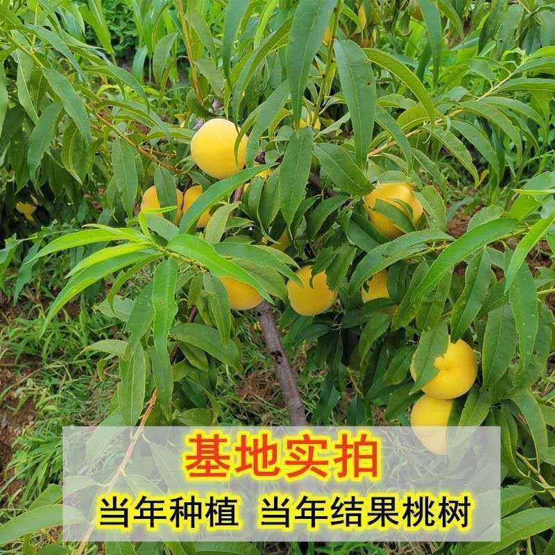 嫁接桃树苗盆栽地栽水蜜桃树果苗大黄桃树冬桃苗南北方种植果