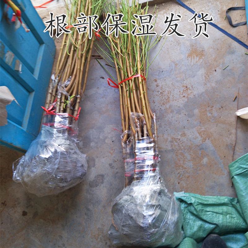 嫁接桃树苗盆栽地栽水蜜桃树果苗大黄桃树冬桃苗南北方种植果