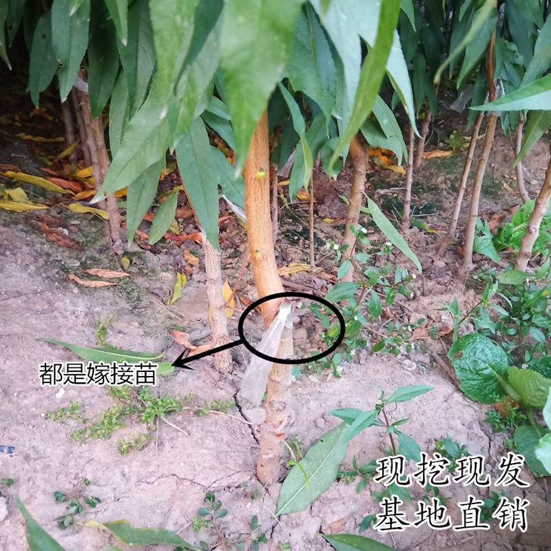 嫁接桃树苗盆栽地栽水蜜桃树果苗大黄桃树冬桃苗南北方种植果