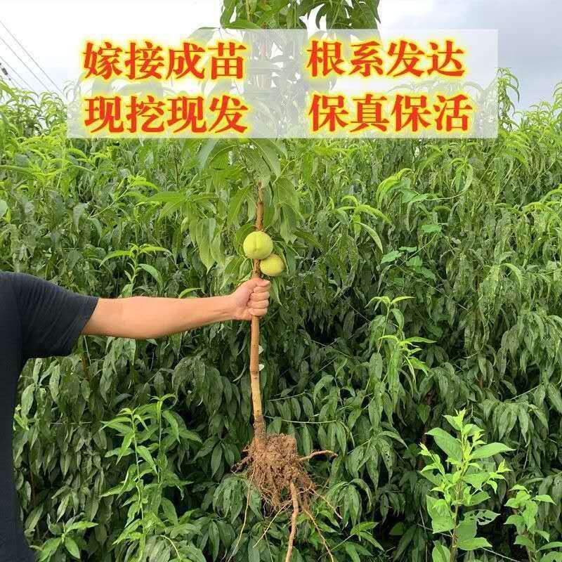 嫁接桃树苗盆栽地栽水蜜桃树果苗大黄桃树冬桃苗南北方种植果