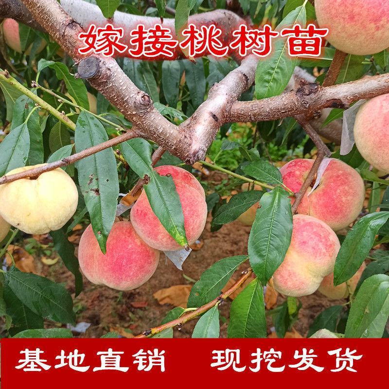 嫁接桃树苗盆栽地栽水蜜桃树果苗大黄桃树冬桃苗南北方种植果
