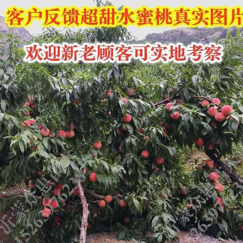 嫁接桃树苗盆栽地栽水蜜桃树果苗大黄桃树冬桃苗南北方种植果