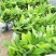 广西香蕉组培/广东香蕉苗/西贡粉蕉苗种植/香蕉种植
