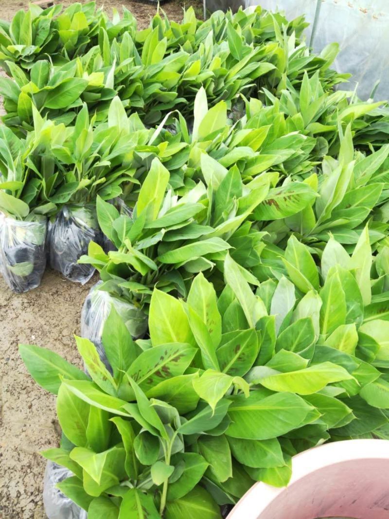 广西香蕉组培/广东香蕉苗/西贡粉蕉苗种植/香蕉种植