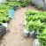 广西香蕉组培/广东香蕉苗/西贡粉蕉苗种植/香蕉种植