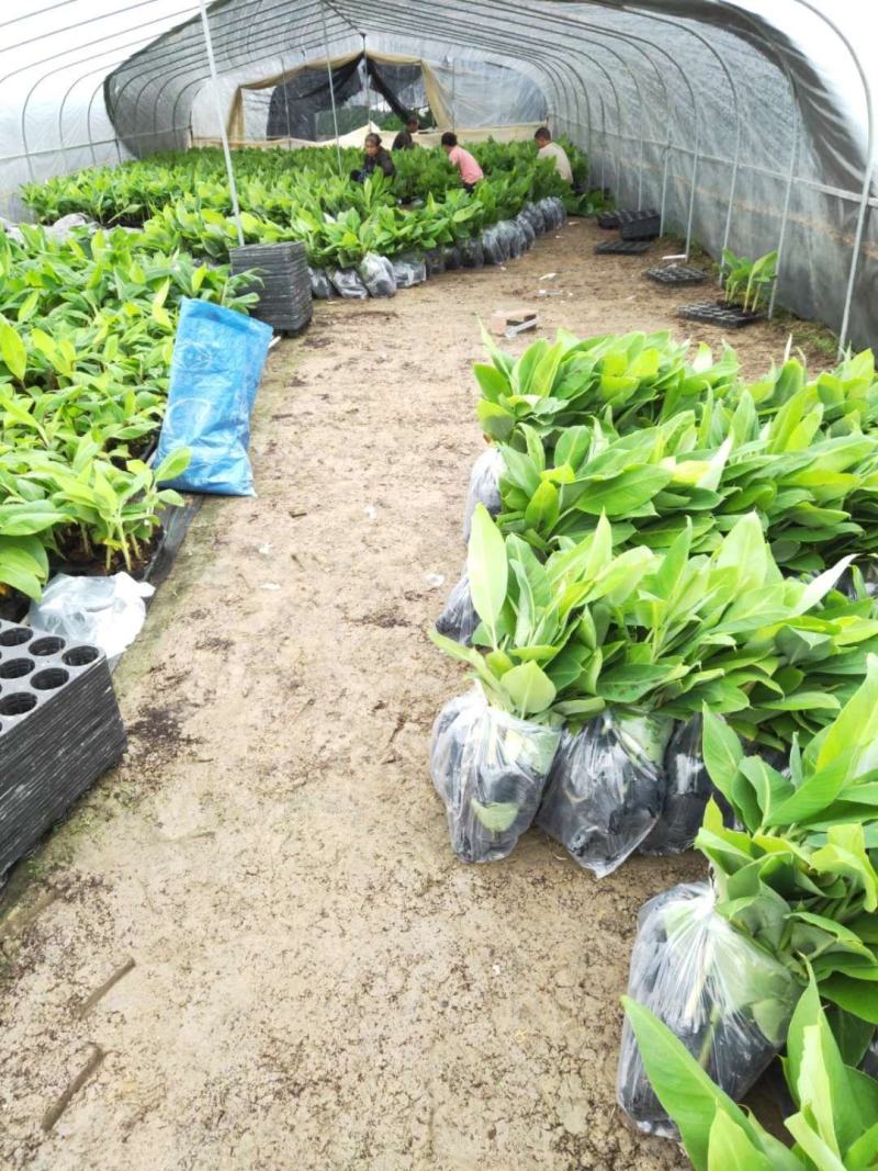 广西香蕉组培/广东香蕉苗/西贡粉蕉苗种植/香蕉种植