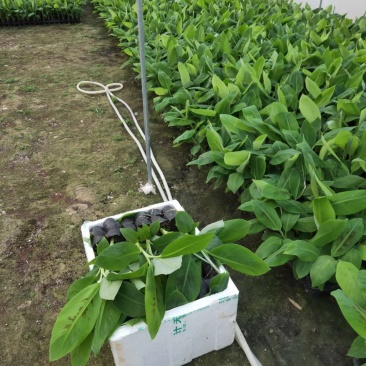 广西香蕉组培/广东香蕉苗/西贡粉蕉苗种植/香蕉种植