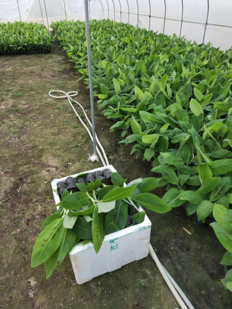 广西香蕉组培/广东香蕉苗/西贡粉蕉苗种植/香蕉种植
