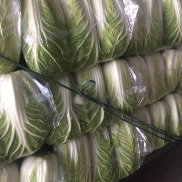 大白菜🥬黄心大白菜🥬大量上市代发全国各大市场、商超