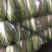 大白菜🥬黄心大白菜🥬大量上市代发全国各大市场、商超