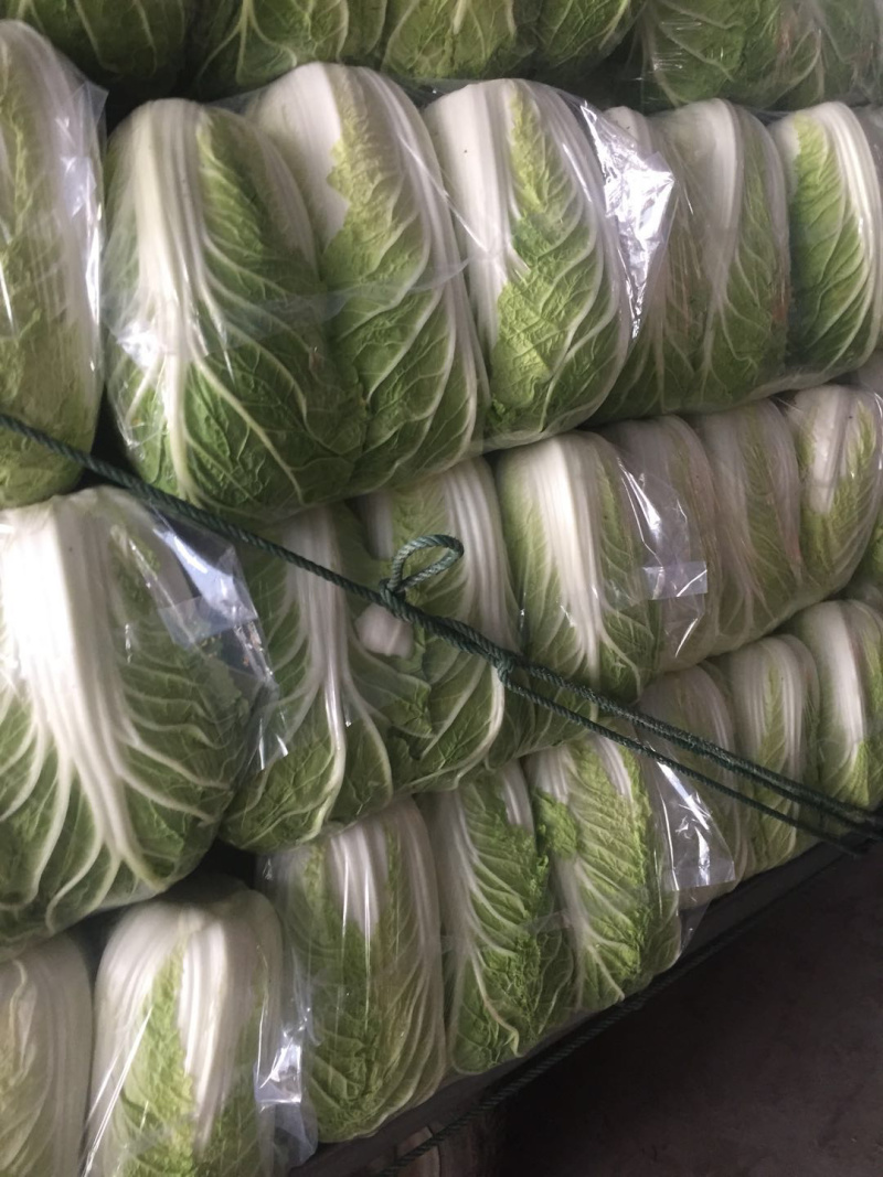 大白菜🥬黄心大白菜🥬大量上市代发全国各大市场、商超