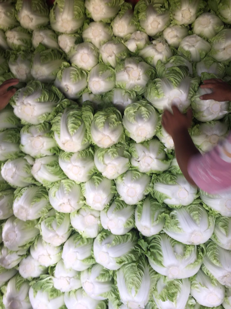 大白菜🥬黄心大白菜🥬大量上市代发全国各大市场、商超