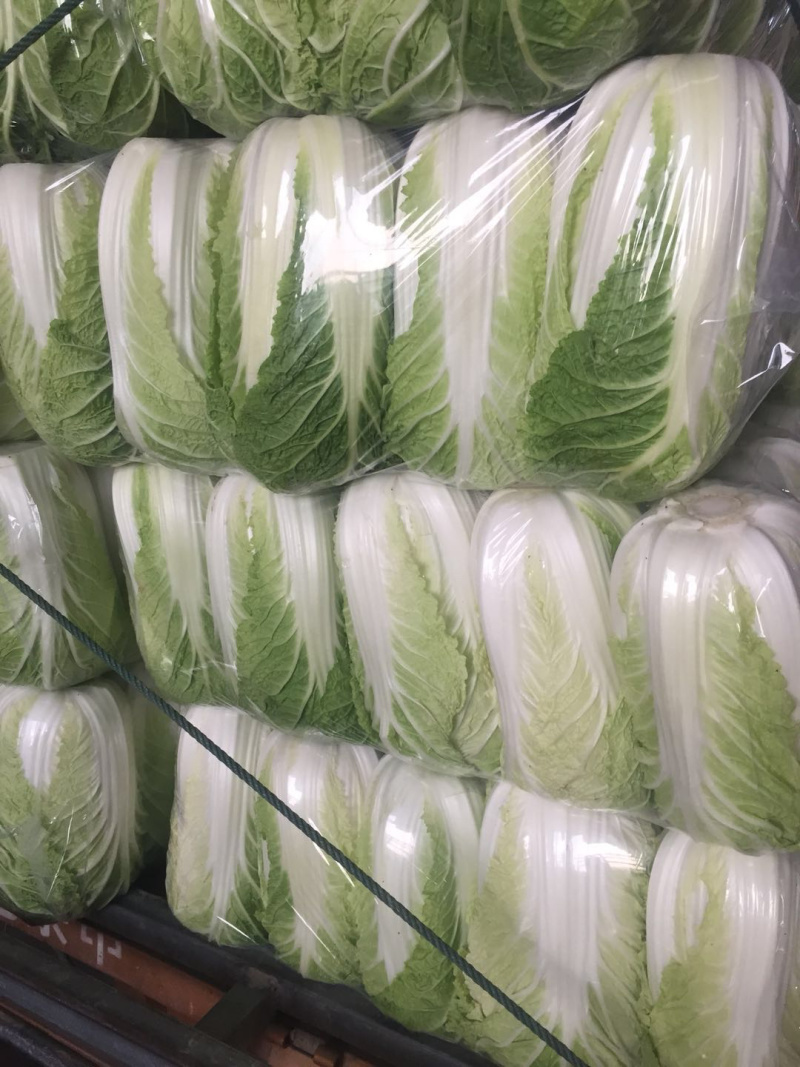 大白菜🥬黄心大白菜🥬大量上市代发全国各大市场、商超